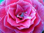wawwwwww 3la  fleur  mchntta  bzaffffff